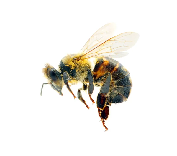 Včela na bílém pozadí — Stock fotografie