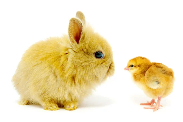 Conejo y polluelo —  Fotos de Stock