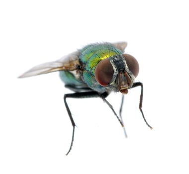 Green fly clipart