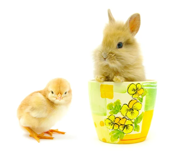 Coniglio e pulcino — Foto Stock