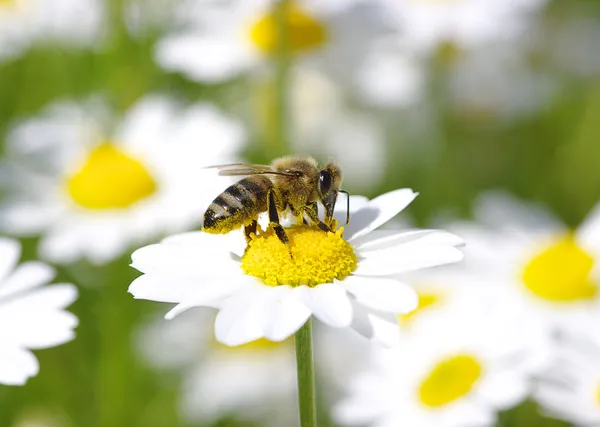 Пчела на цветке — стоковое фото