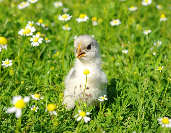 Huhn auf dem Gras — Stockfoto