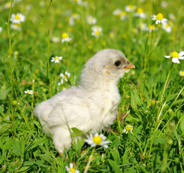Курица на траве — стоковое фото