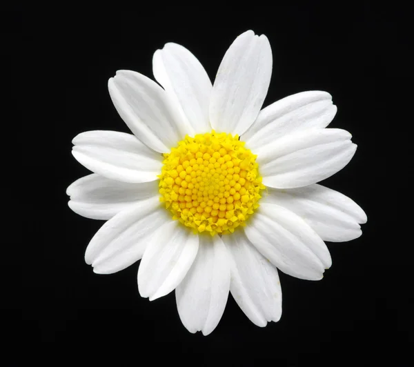 stock image Daisy on black