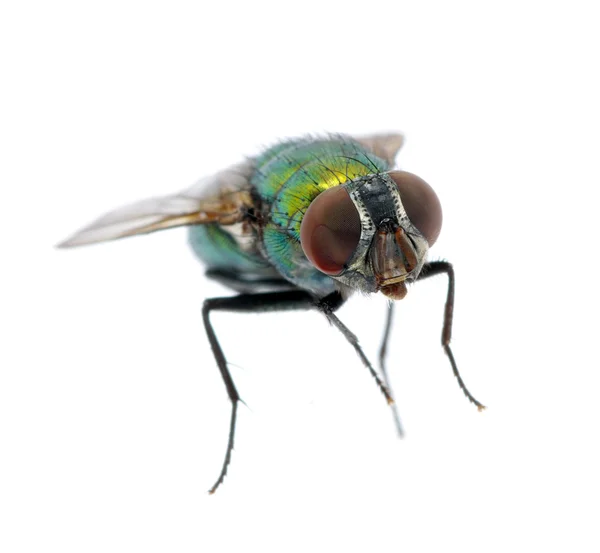 stock image Green fly