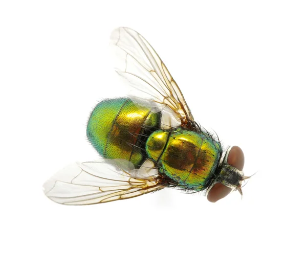 Зелені мухи — стокове фото