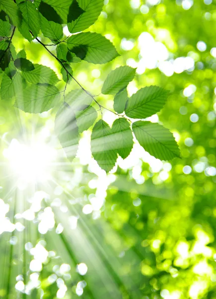 태양과 잎 — 스톡 사진