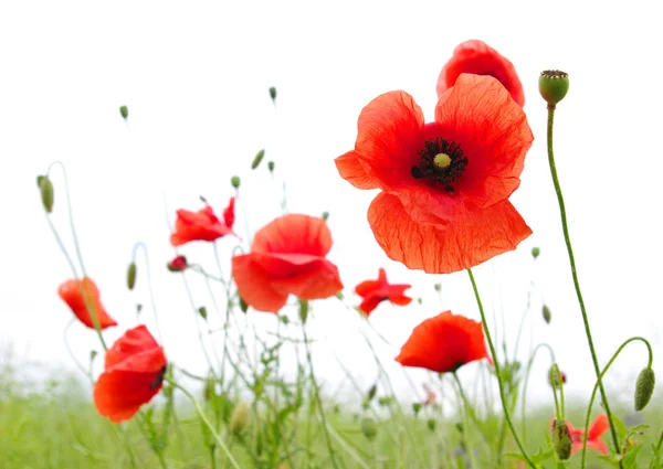 Red poppies Royalty Free Stock Images