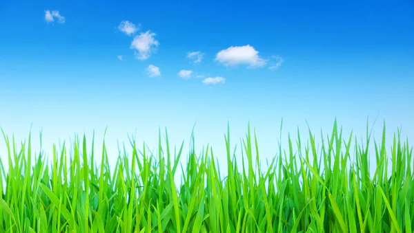 Green grass Stock Image