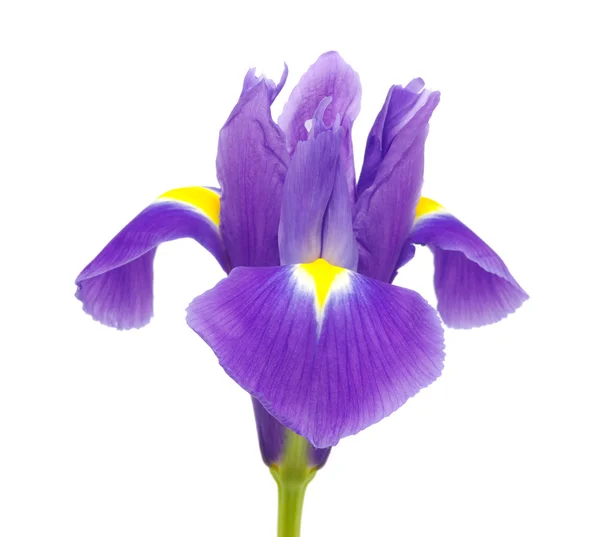 Iris on the white — Stock Photo, Image