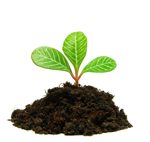 Növény a talajban — Stock Fotó