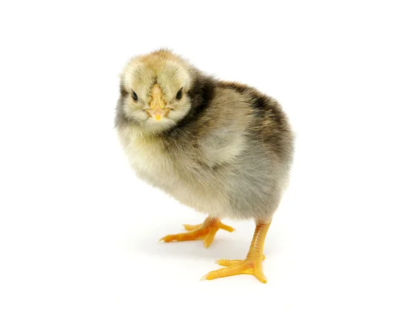 Kyckling på vit — Stockfoto