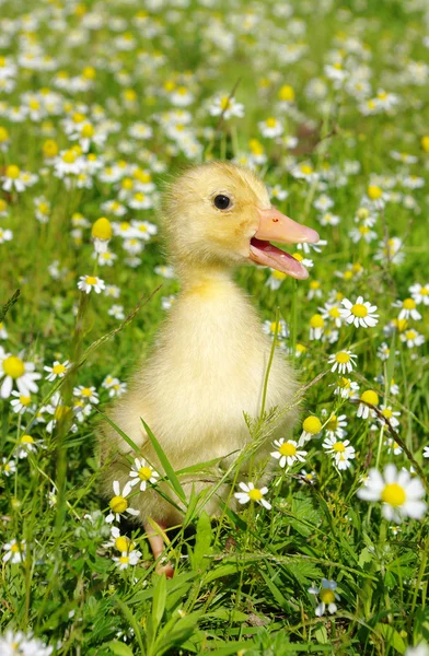 Canard dans l'herbe — Photo