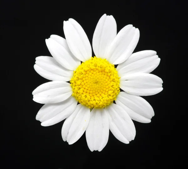 stock image Daisy on black