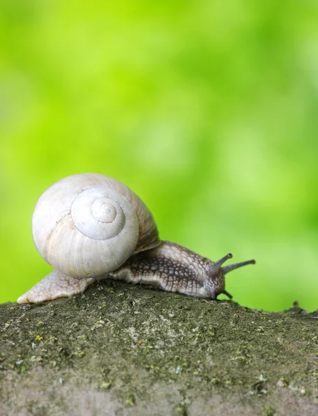 叶上的蜗牛 — 图库照片
