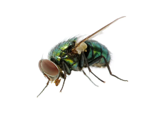 Yeşil sinek — Stok fotoğraf