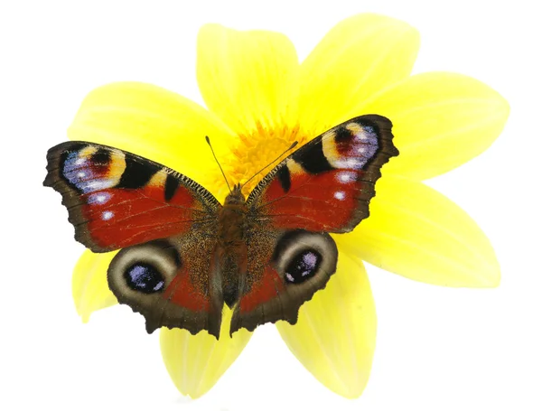 蝴蝶与花 — 图库照片