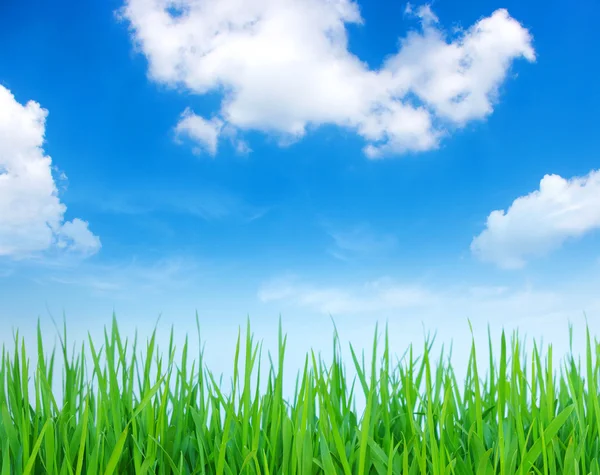 A mező és a fehér felhők — Stock Fotó