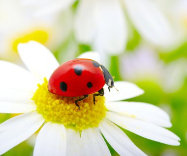 Ladybug clipart