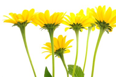 Yellow daisy clipart