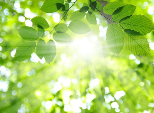 Солнце и листья — стоковое фото