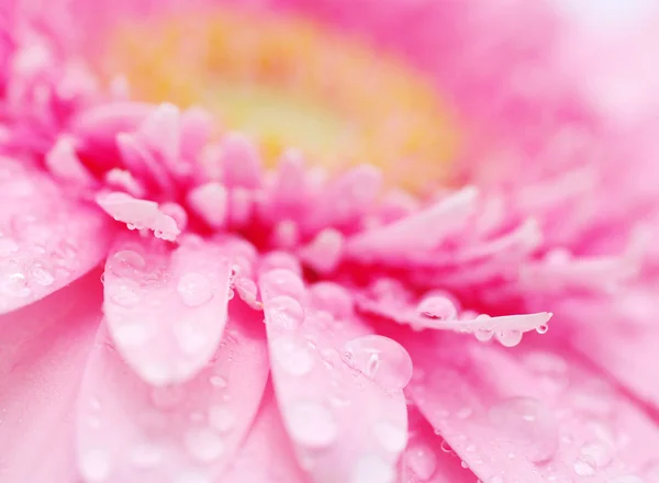 Розовая Гербера — стоковое фото