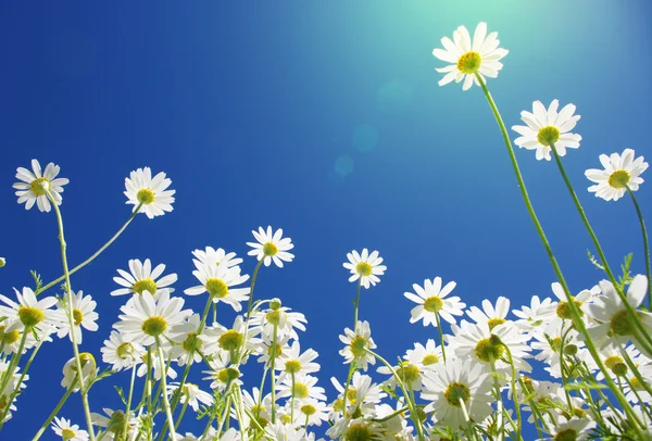 White daisies — Stockfoto