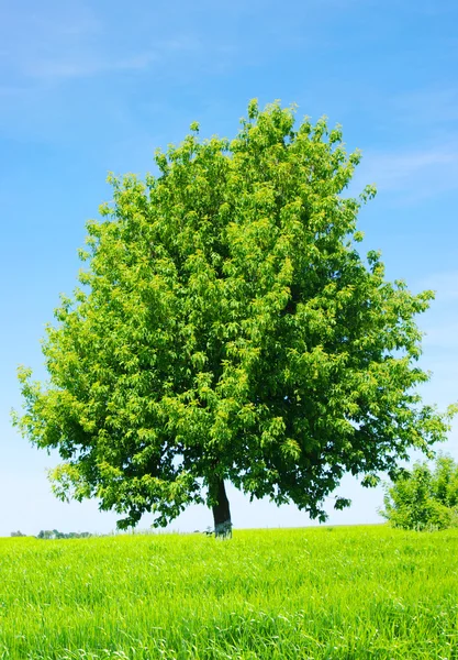 Árvore no prado verde — Fotografia de Stock