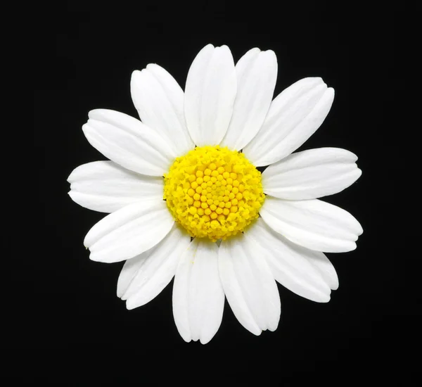 Stock image Daisy on black