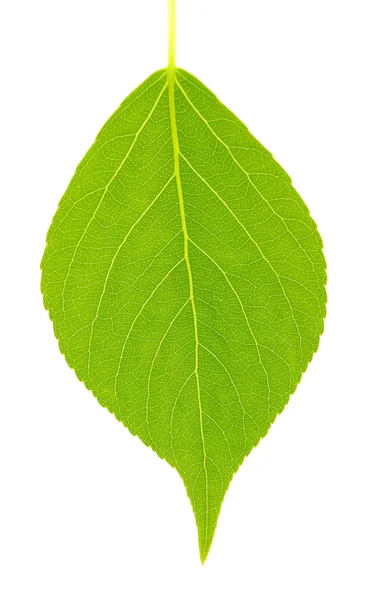 Green leaf Stock Picture