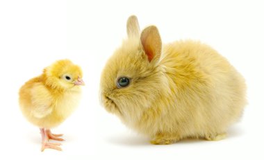 tavşan ve civciv