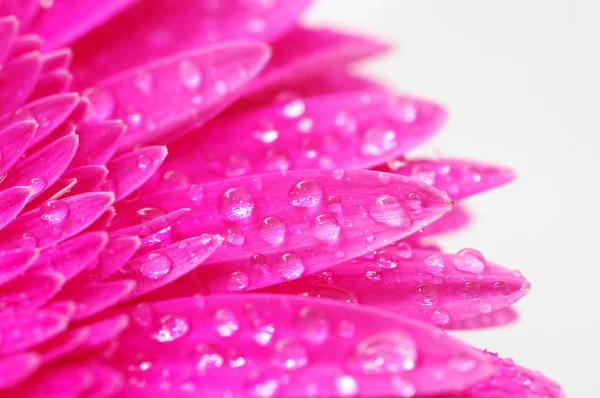 Gerbera flower — Stock Photo, Image