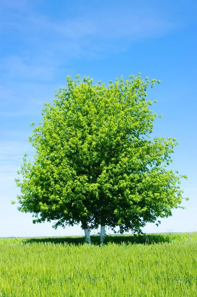 Tree on sky — Stock Photo, Image