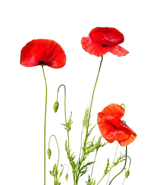 Red poppies — Stock Photo, Image