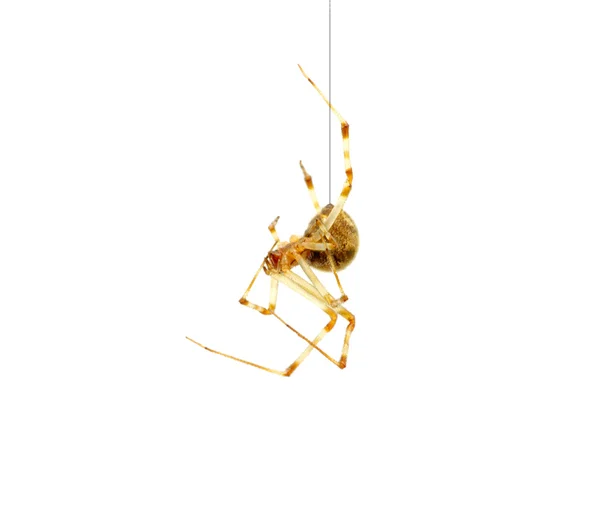 Aranha — Fotografia de Stock
