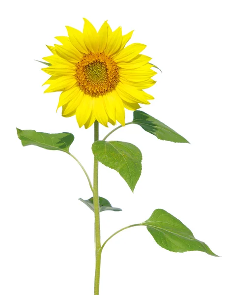 stock image Sunflower