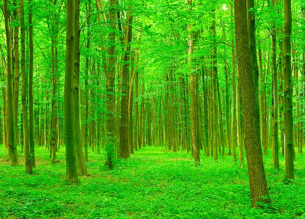 stock image Green forest