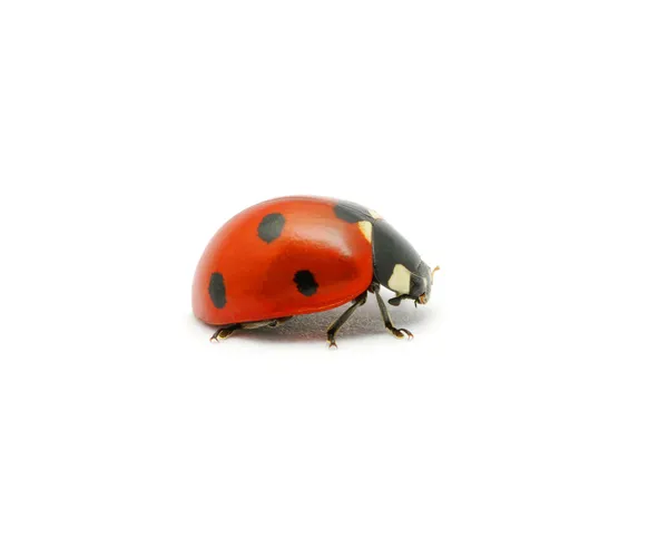 Ladybug on the white — Stock Photo, Image