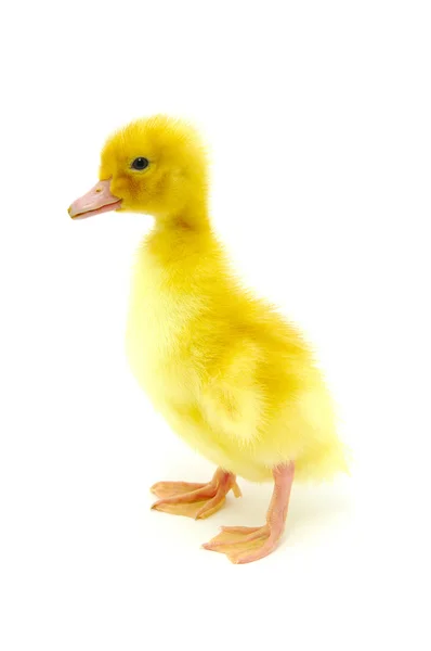Duck on a white — Stock Photo, Image