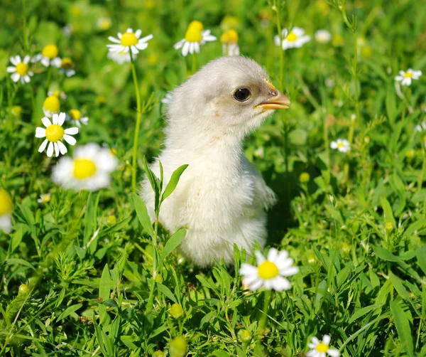 Pollo en una hierba —  Fotos de Stock