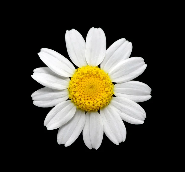 stock image Daisy on black