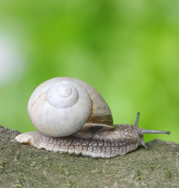 叶上的蜗牛 — 图库照片