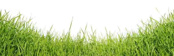 Zelené trávy na bílém pozadí — Stock fotografie