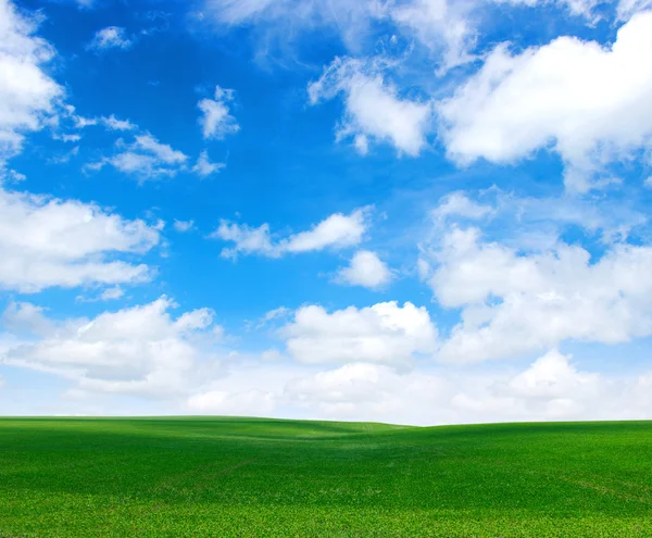 Fältet och vita moln — Stockfoto
