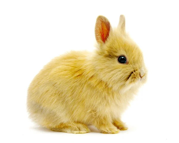 ウサギ — ストック写真