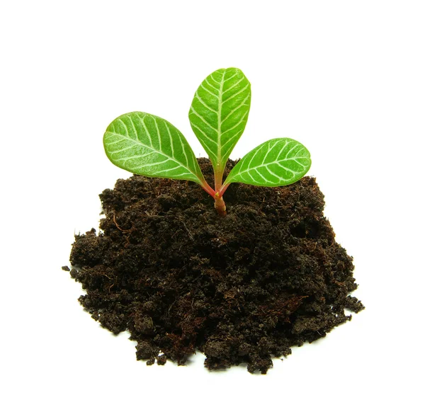 Plant in de bodem — Stockfoto