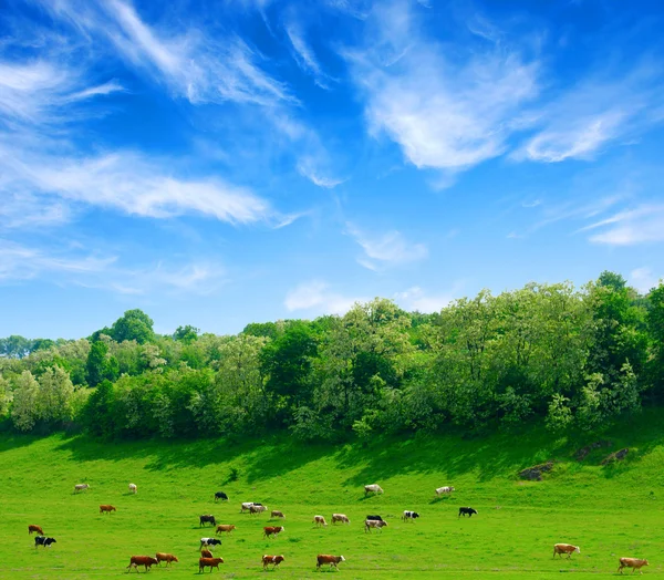 Stock image Cows on meadow