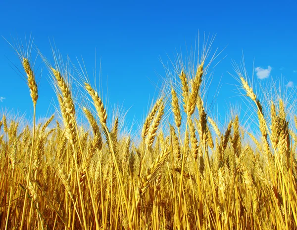 空の小麦 — ストック写真