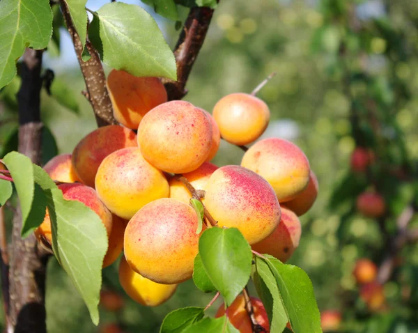 stock image Apricots