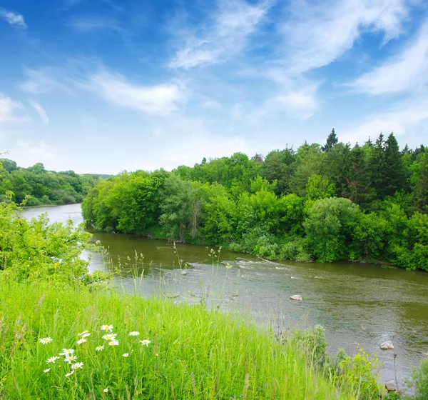 River in summer — Stock Photo, Image